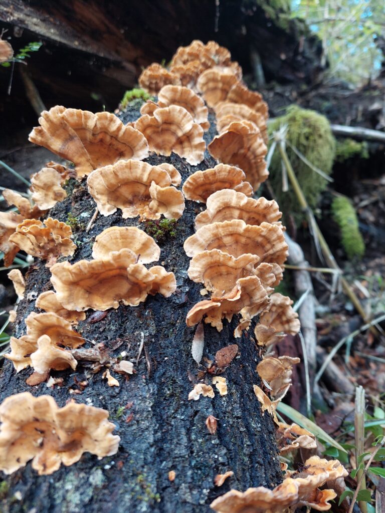 filosofía ambiental